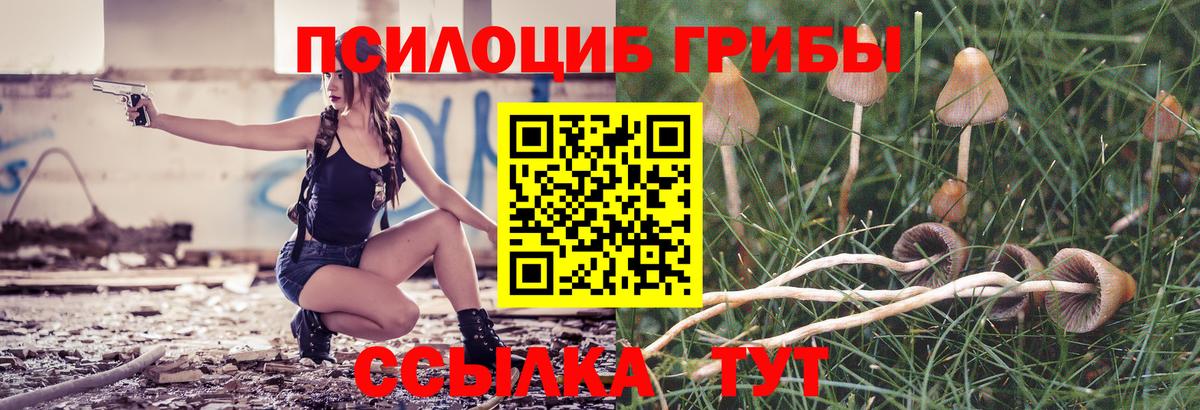 Тара  Псилоцибиновые грибы Psilocybe  Вход с VPN 